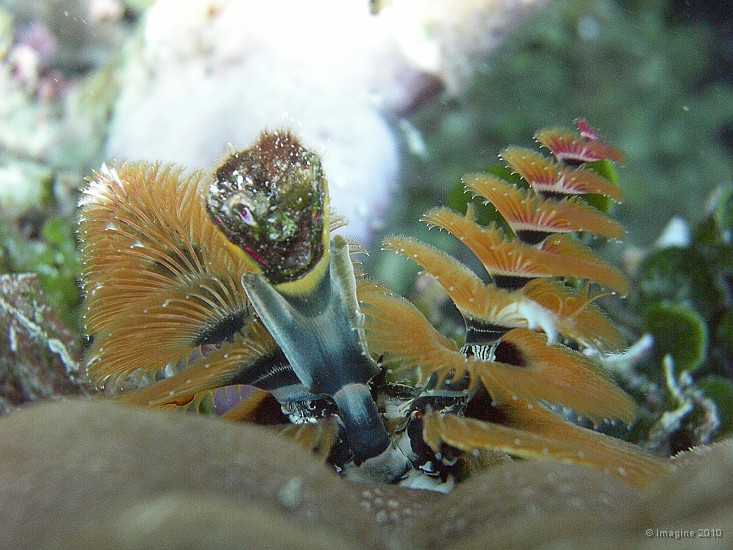 86- L'opercule et les deux panaches d'un spirobranche - Recif Kuta.JPG